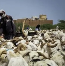 ارتفاع صادرات الأغنام الموريتانية إلى السنغال قبيل عيد الأضحى يعزز آفاق الاقتصاد الوطني